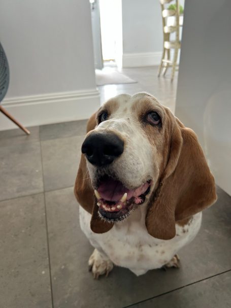 Bark and Stroll Dog Walking and Dog Sitting in and around Caversham "Buddy" - 7th March 2026