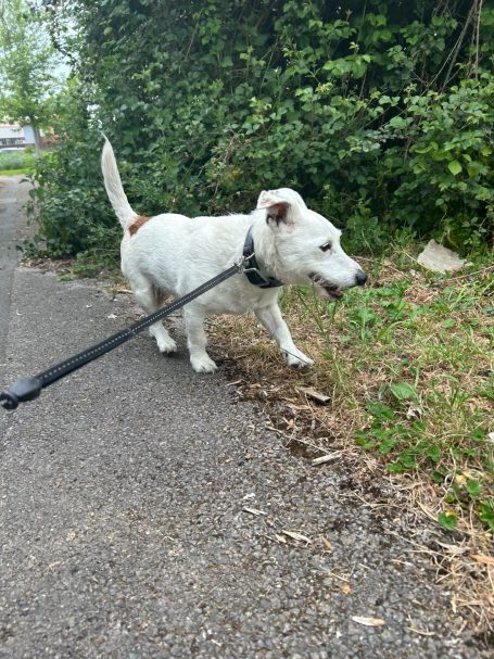 Bark and Stroll Dog Walking and Dog Sitting in and around Caversham "Buddy" - 7th March 2026