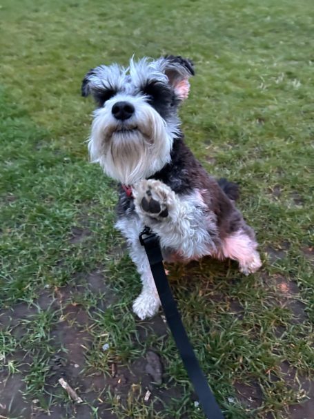Bark and Stroll Dog Walking and Dog Sitting in and around Caversham "Buddy" - 7th March 2026