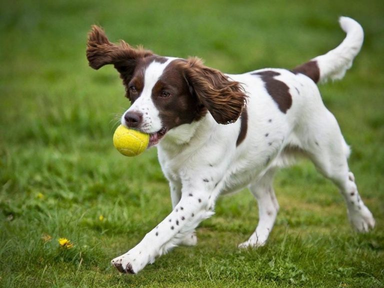 Dog Walking & Dog Sitting In & Around Caversham