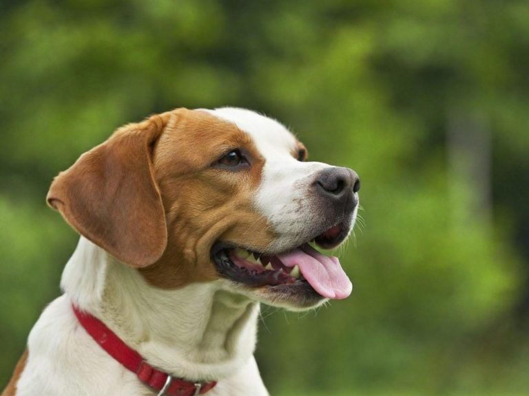 Dog Walking & Dog Sitting In & Around Caversham