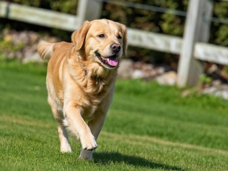 Dog Walking & Dog Sitting In & Around Caversham