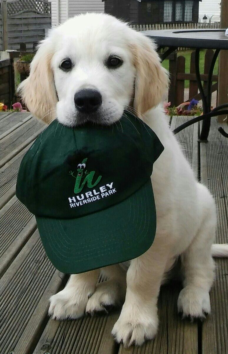 Hurley Riverside Park and Hurley Dog Walking and Dog Sitting