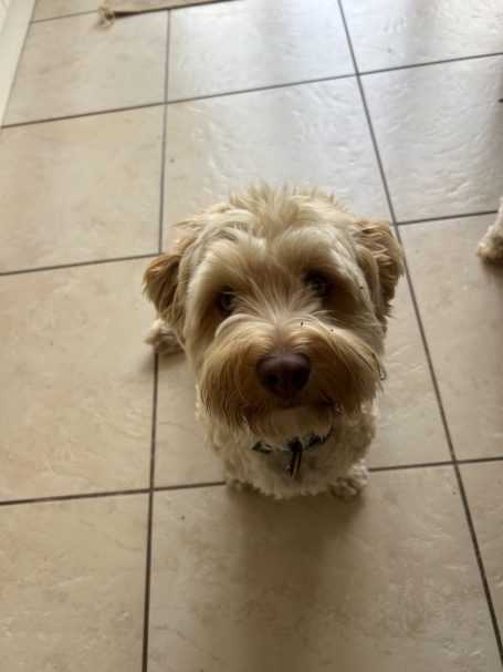 "Buddy" - 7th March 2026