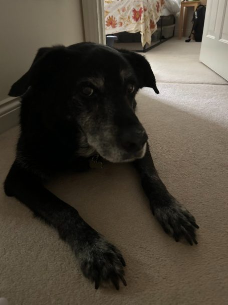 "Buddy" - 7th March 2026