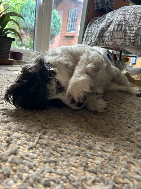 "Buddy" - 7th March 2026
